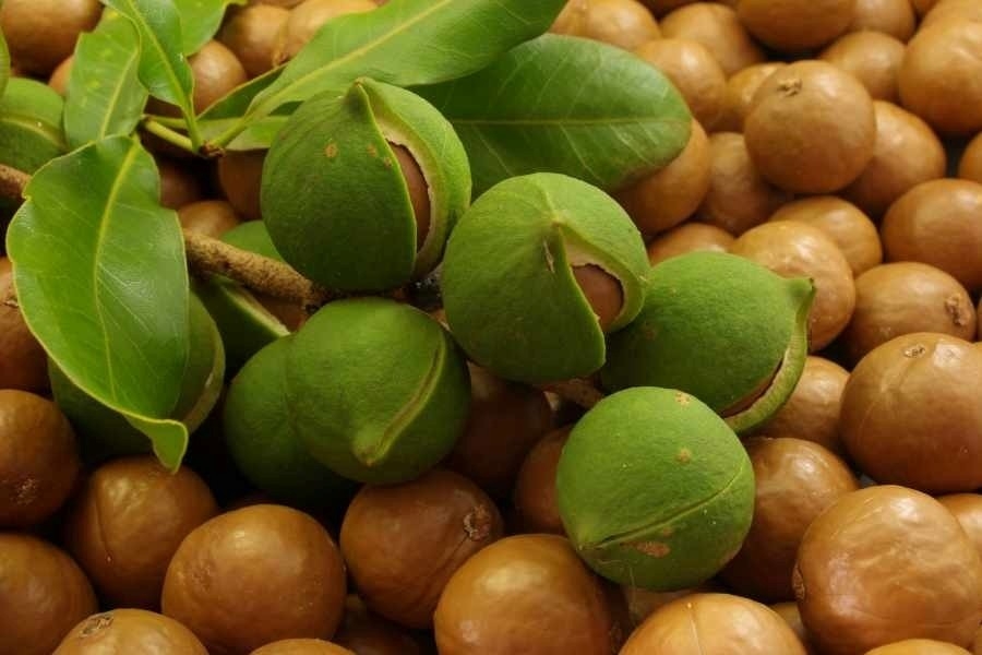 Hạt macca với hương vị béo ngậy, thơm bùi được mệnh danh là nguồn dinh dưỡng dồi dào, mang lại những tác động tích cực bất ngờ cho sức khỏe. (Ảnh minh họa: Tuổi trẻ)
