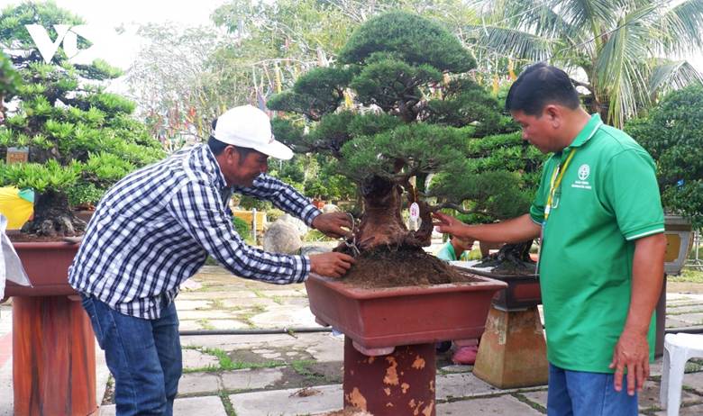 
Nghệ nhân chăm cây tại Bảo tàng Bonsai Sa Đéc.