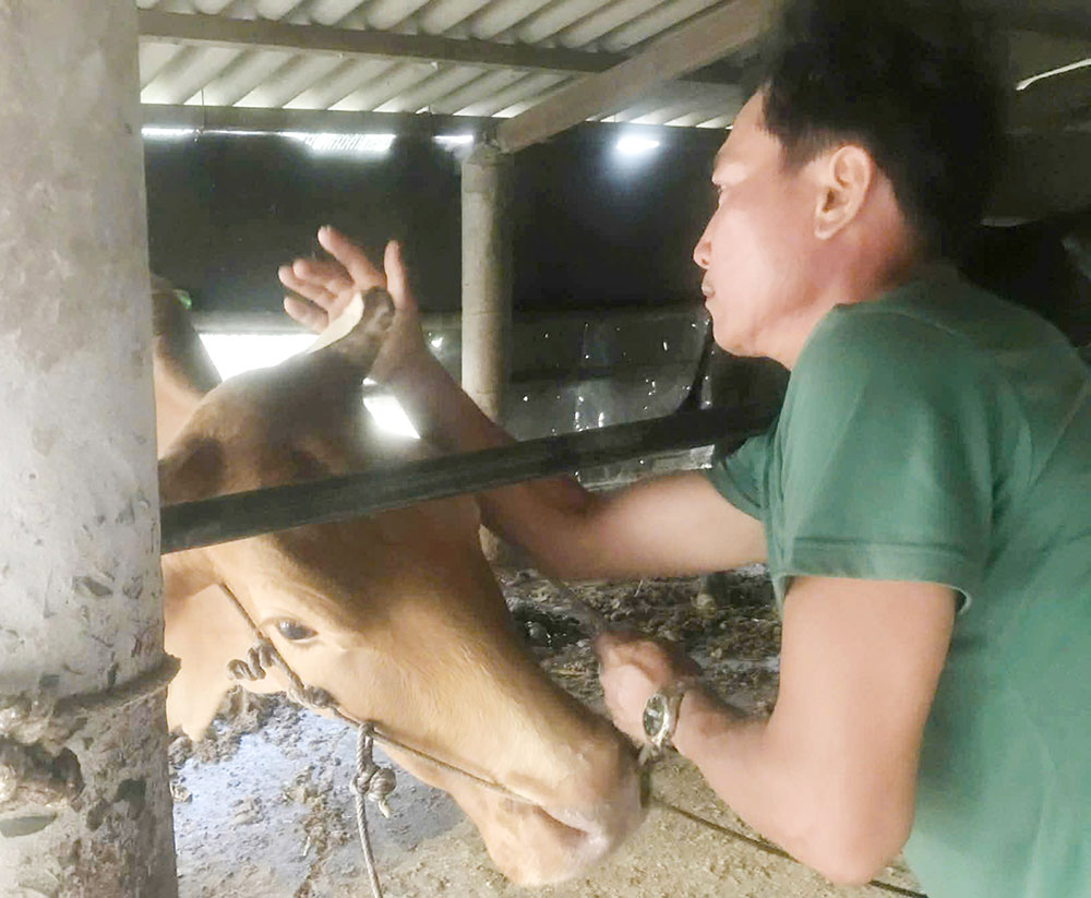 Nghi thức “lì xì” đầu năm cho vật nuôi.