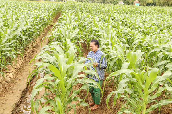 Bà Thạch Thị Oanh Na (ấp Nhuệ Tứ B, xã Hàm Giang) được hỗ trợ vốn phát triển sản xuất, nâng cao đời sống. Ảnh: NGỌC XOÀN