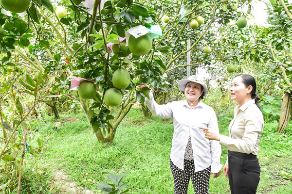 Vườn bưởi của bà Trịnh Yến Nhi đã nhận cọc, chờ thương lái đến thu hoạch.

