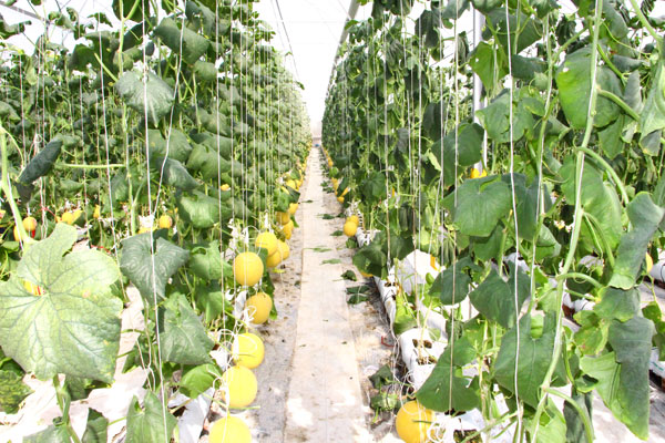 Ứng dụng công nghệ cao trong sản xuất dưa lưới ở xã Tân Lược giúp nâng cao hiệu quả, giá trị sản xuất.

