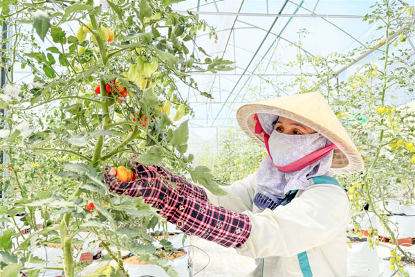 Tỉnh đang hướng đến xây dựng NTM hiện đại theo bộ tiêu chí NTM giai đoạn 2026-2030.

