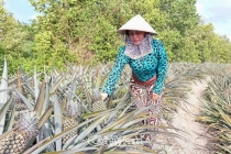 Tăng thu nhập nhờ chuyển đổi cây trồng phù hợp