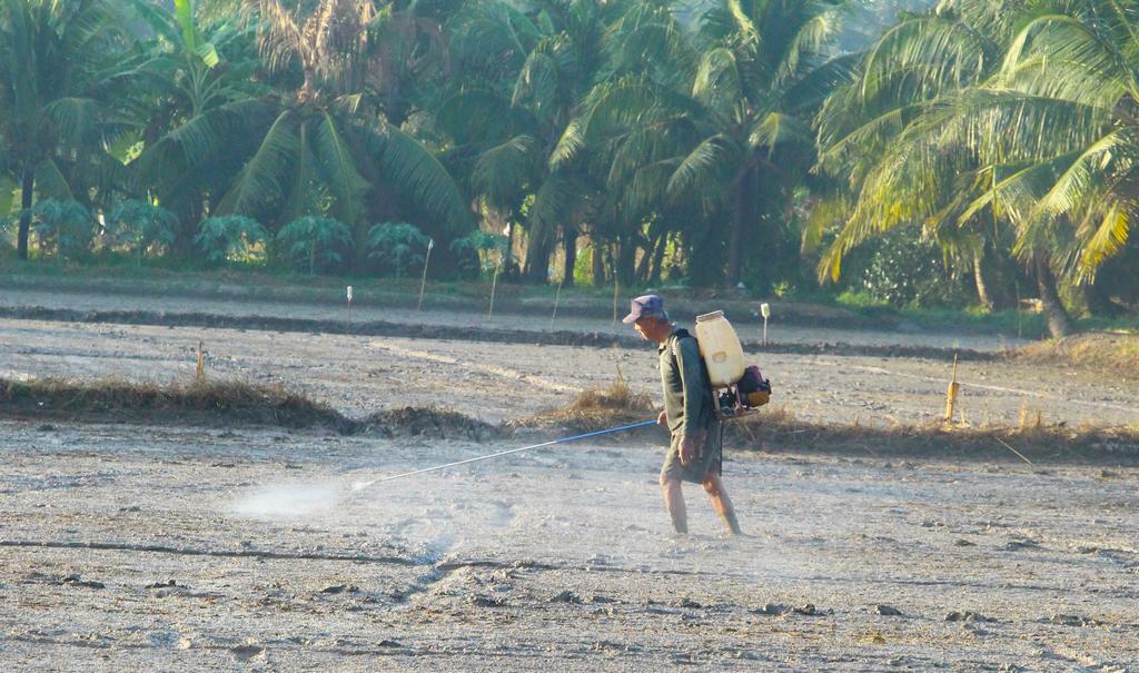 Nông dân cần tuân thủ lịch xuống giống ở địa phương để “né rầy, né mặn”.
