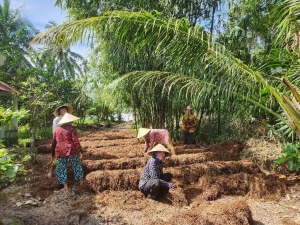 Trồng nấm rơm tăng thu nhập