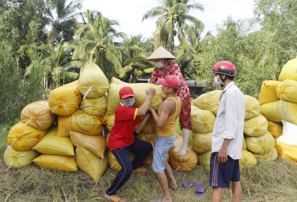 Trong thời gian tới, ngành lúa gạo cần có các giải pháp phù hợp để ổn định và phát triển bền vững.
