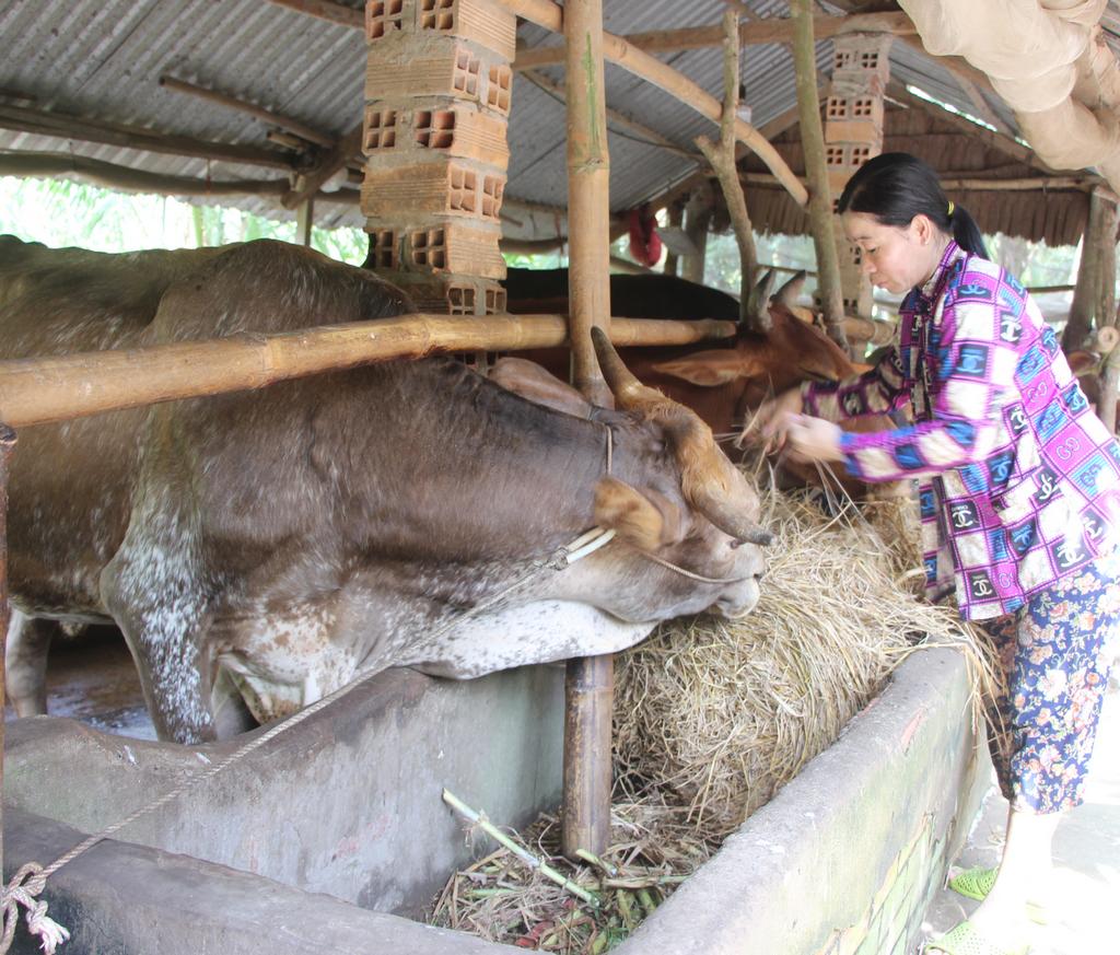 Người chăn nuôi cần chủ động thực hiện các biện pháp chăm sóc, bảo vệ đàn vật nuôi mùa nắng nóng.

