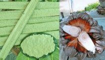 Dừa nước lao xao