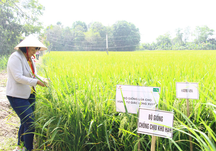GS.TS Nguyễn Thị Lang- Viện trưởng HATRI bên các giống lúa khảo nghiệm.

