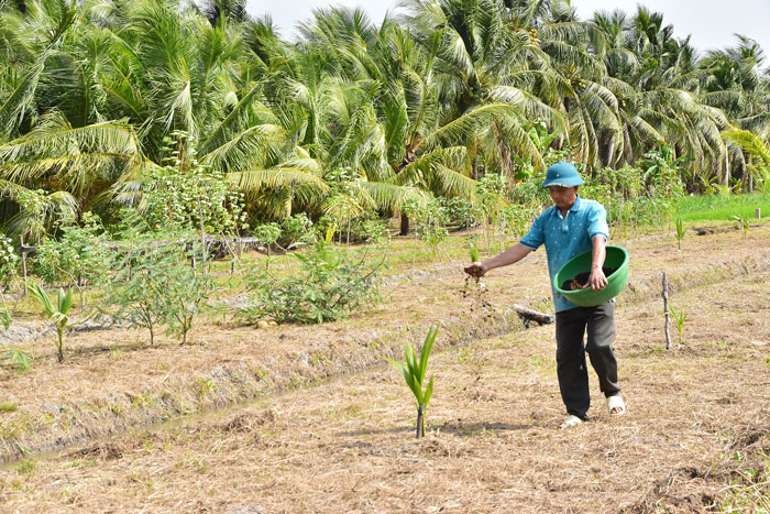 Ông Trần Phước Triệu chăm sóc vườn dừa mới trồng.