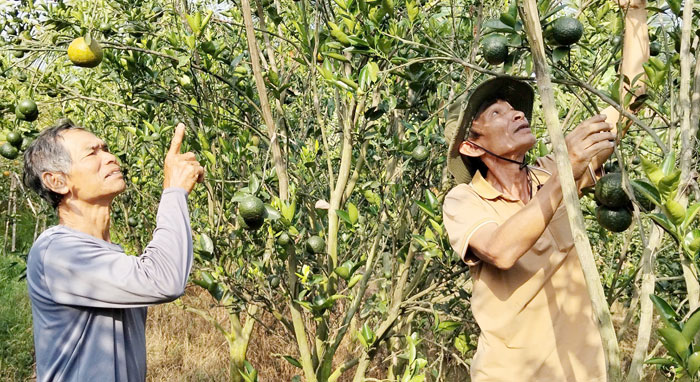 Ông Nguyễn Văn Nhân (bên phải) cắt bỏ cành, trái cam sành kém chất lượng.

