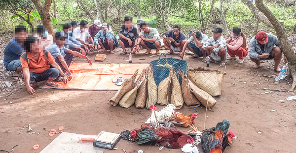 Đánh bạc trái phép dưới hình thức cá cược đá gà tùy theo tính chất, mức độ có thể bị phạt hành chính hoặc truy cứu trách nhiệm hình sự.