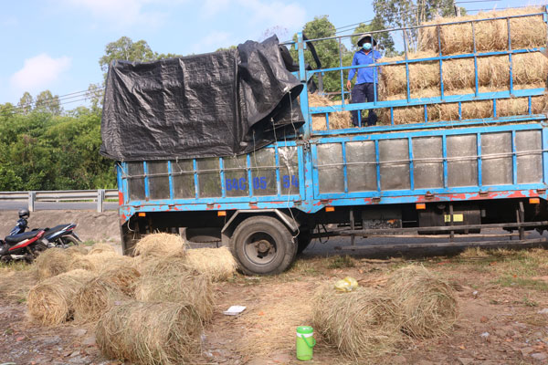 Nhiều hộ thu mua rơm sau thu hoạch lúa Đông Xuân để kinh doanh hoặc sử dụng cho trồng rau màu, trồng nấm rơm.


