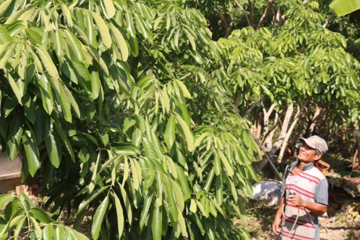 Giá nhãn ở xã cù lao An Bình ở mức thấp