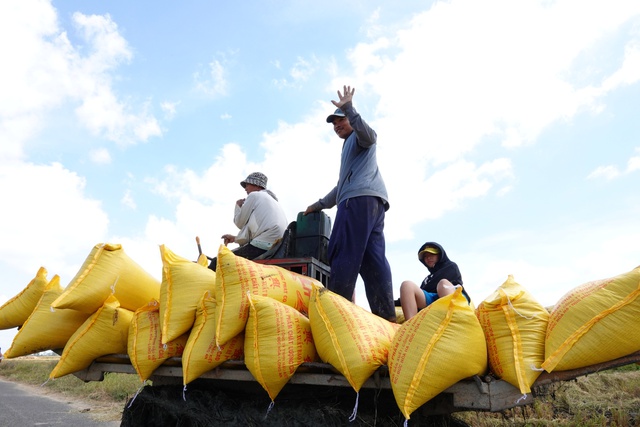 Thị trường xuất khẩu gạo khởi sắc khi nông dân ĐBSCL bước vào vụ thu hoạch rộ lúa đông xuân

ẢNH: DUY TÂN

