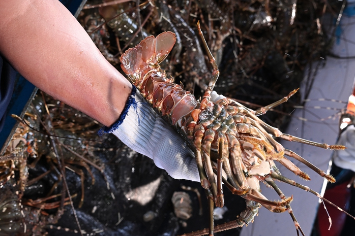 Thu hoạch tôm hùm tại Khánh Hòa