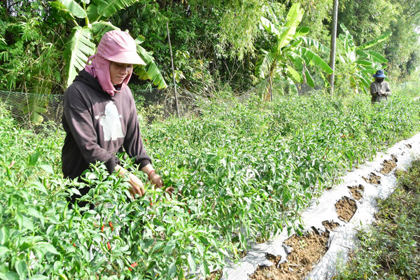 Chị Thạch Thị Thắm thu hoạch ớt.

