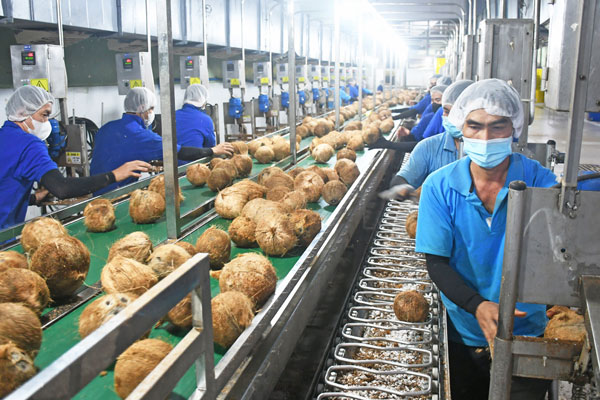 Sản xuất hàng xuất khẩu từ dừa là một trong những thế mạnh của tỉnh. Ảnh: Cẩm Trúc

