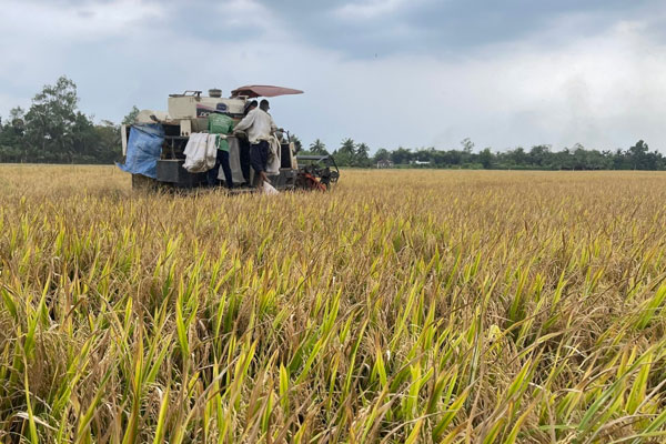Thu hoạch lúa chất lượng cao trên cánh đồng xã Song Phú.

