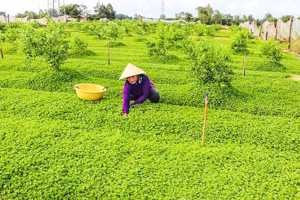Mô hình chuyển đổi đất canh tác kém hiệu quả sang trồng rau má của hội viên nông dân xã Đôn Châu.

