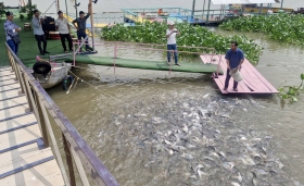 Độc lạ- Đàn cá tự nhiên được ông Minh Vẹn cưu mang như “thú cưng”
