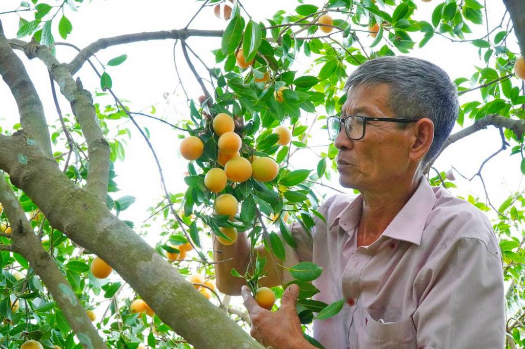 Nhờ trái thanh trà, thu nhập của các nông hộ ở xã Đông Thành đã có bước tăng đáng kể. 

