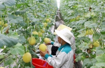 Nông nghiệp tiếp tục khẳng định vị thế quan trọng