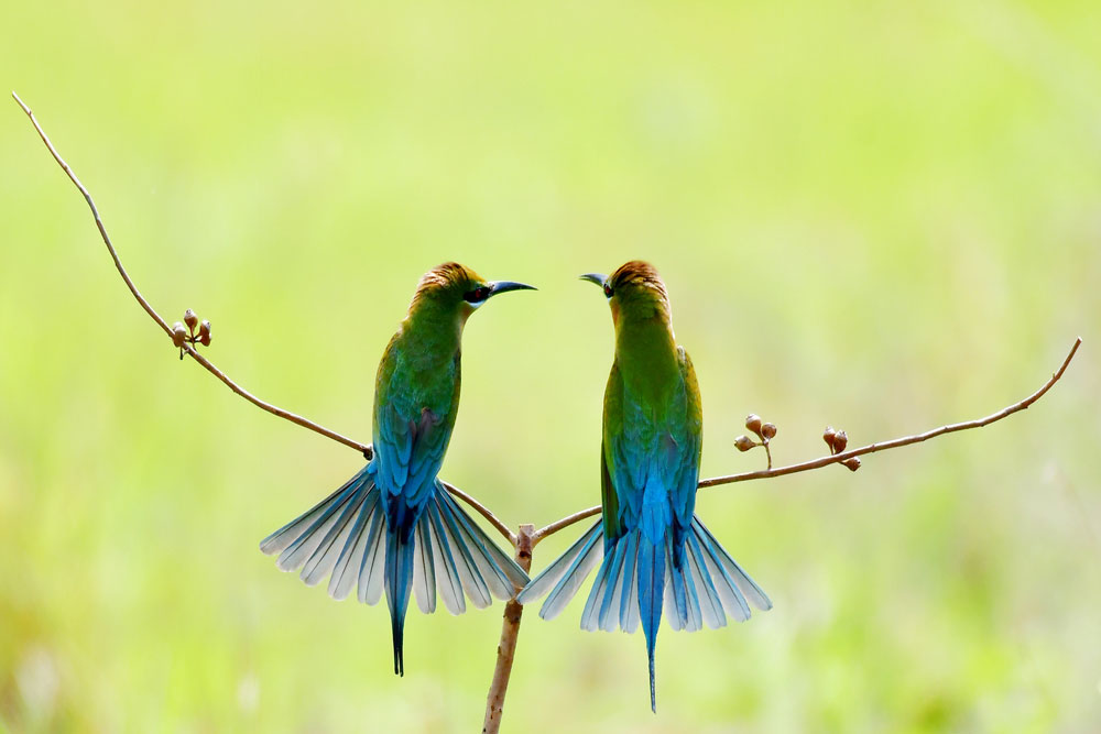 Sau những tiếng kêu, từng đôi chim trống- mái đến với nhau.

