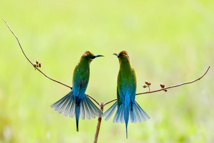 “Mùa yêu chim trảu”