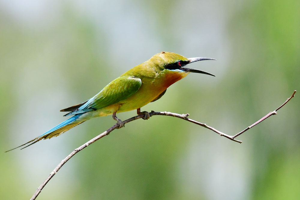 “Mùa yêu chim trảu” được báo hiệu

bằng những tiếng kêu “tìm bạn tình” của chim trống.

