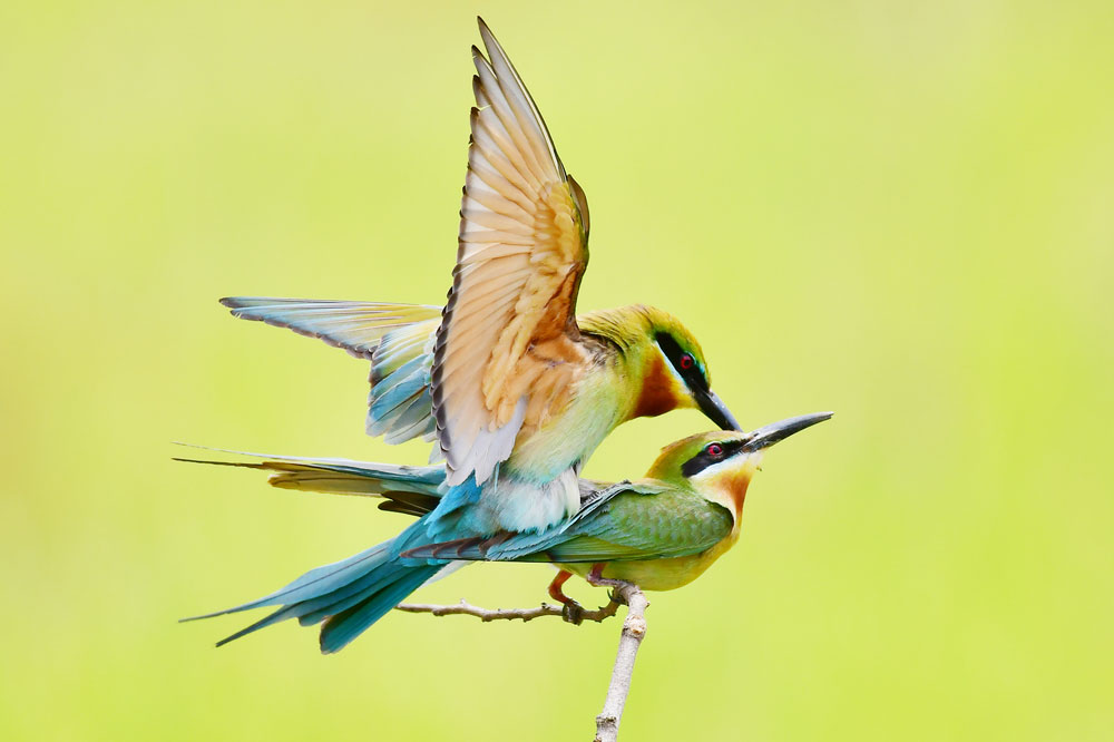 Chúng bắt đầu “kết đôi”

