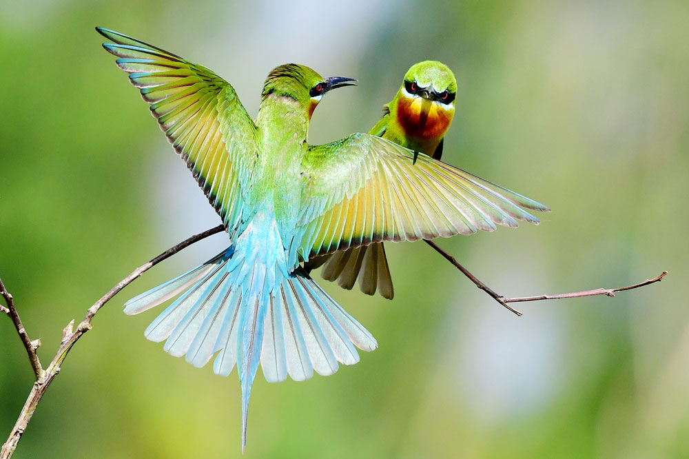 Những khoảnh khắc đẹp làm mê hoặc giới nhiếp ảnh yêu thích thiên nhiên.

