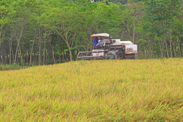 Tổng điều tra năm 2025 đã cung cấp bức tranh toàn diện về nông thôn, nông nghiệp và đời sống dân cư.

