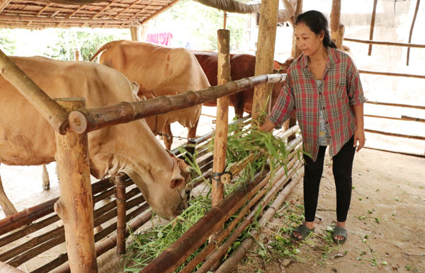 Nhờ vốn vay Ngân hàng Chính sách xã hội, chị Sơn Bé Hương, ngụ Ấp 4 đầu tư nuôi bò hiệu quả.

