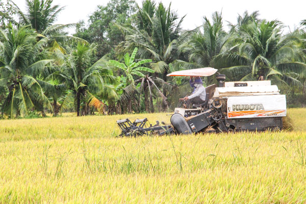 Ngành nông nghiệp chú trọng tổ chức lại sản xuất theo hướng tập trung.

