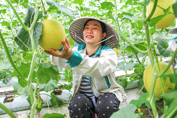 Tỉnh khuyến khích phát triển nông nghiệp hữu cơ, nông nghiệp công nghệ cao.