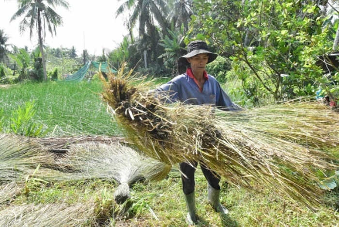 Khai thác hiệu quả tiềm năng cây lác ở xã Nhị Long
