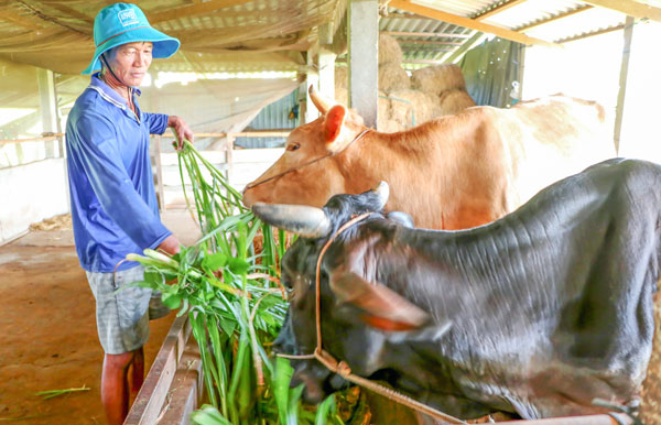 Nông dân Nguyễn Thành Sử, ấp Đa Hậu tận dụng nguồn rơm sẵn có nuôi bò sinh sản tăng nguồn thu nhập cho gia đình.
