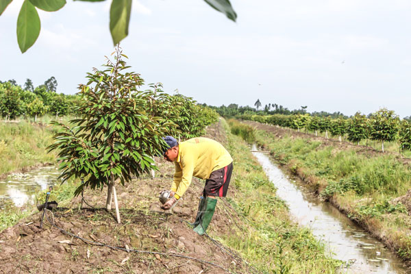 Ngành hàng sầu riêng Việt Nam đang phát triển “nóng”.


