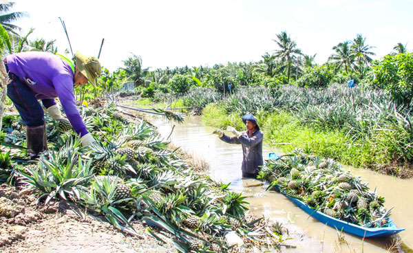 Nhiều mô hình chuyển đổi cơ cấu cây trồng mang lại hiệu quả kinh tế cao.

