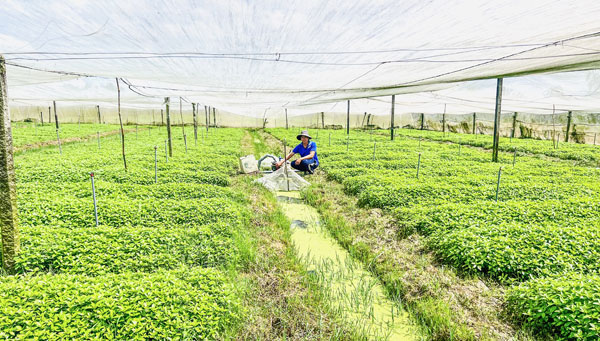 Tiếp tục theo dõi tình hình sản xuất nông nghiệp, chuyển dịch theo hướng nâng cao giá trị.

