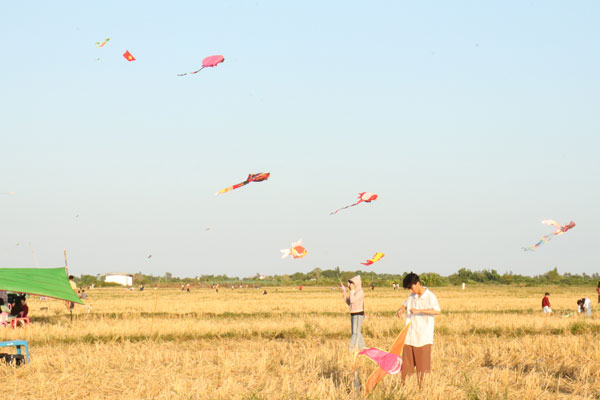 Hè về cánh đồng diều Ba Tri trở nên sôi động.

