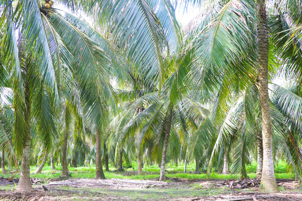 Theo Sở Nông nghiệp và Môi trường, tỉnh đã xây dựng vùng dừa đạt chuẩn USDA, EU và JAS.

