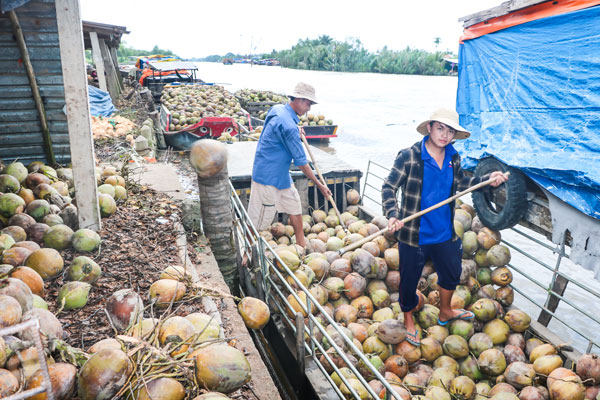 Doanh nghiệp bao tiêu dừa hữu cơ thường thu mua với giá cao hơn dừa thường từ 5-10%.

