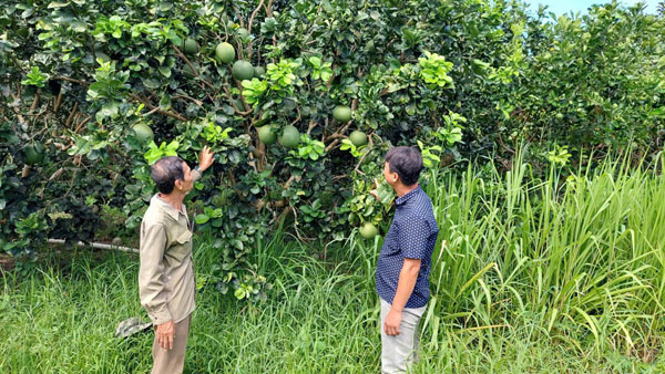 Triển khai đồng bộ biện pháp phòng, chống và chế tài xử lý vi phạm về vật tư nông nghiệp giả, kém chất lượng sẽ giúp người dân an tâm sản xuất nông nghiệp. Ảnh: TUYẾT HIỀN

