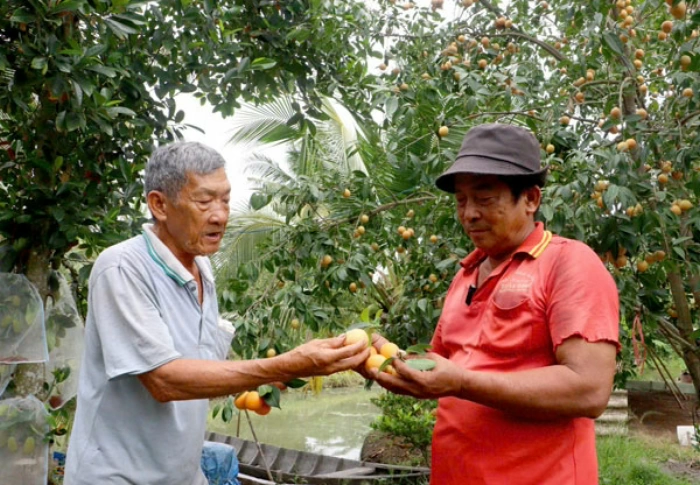 Phát triển hợp tác xã gắn liên kết sản xuất- tiêu thụ ở phường Đông Thành