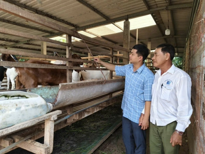 Xây thương hiệu “bò Phú Lễ”, “dê Vĩnh Hòa”