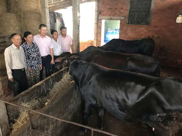 Chăn nuôi bò ở xã Tân Xuân.

