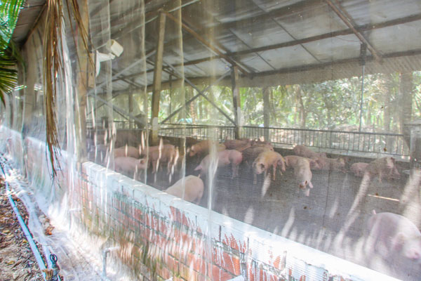 Người chăn nuôi cần nâng cao ý thức phòng, chống dịch bệnh trên đàn vật nuôi.

